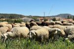 La Lengua Azul Enfrenta Al Pp Y Al Psoe En.jpg