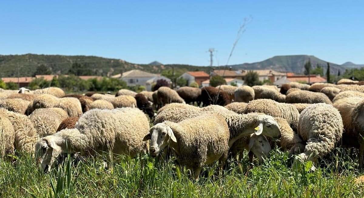 La Lengua Azul Enfrenta Al Pp Y Al Psoe En.jpg